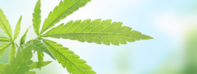 CBD（カンナビノイド）相談